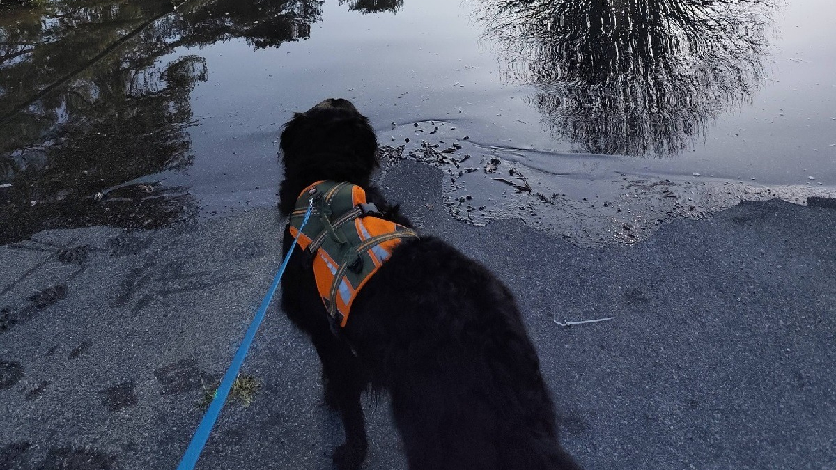 Illustration : "Le geste touchant d'une éducatrice canine pour une chienne privée de promenade à cause des inondations"