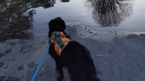 Illustration : Le geste touchant d'une éducatrice canine pour une chienne privée de promenade à cause des inondations