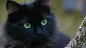 Illustration : Leur chat disparaît un soir d'orage, un appel téléphonique bouleverse la famille 12 ans plus tard