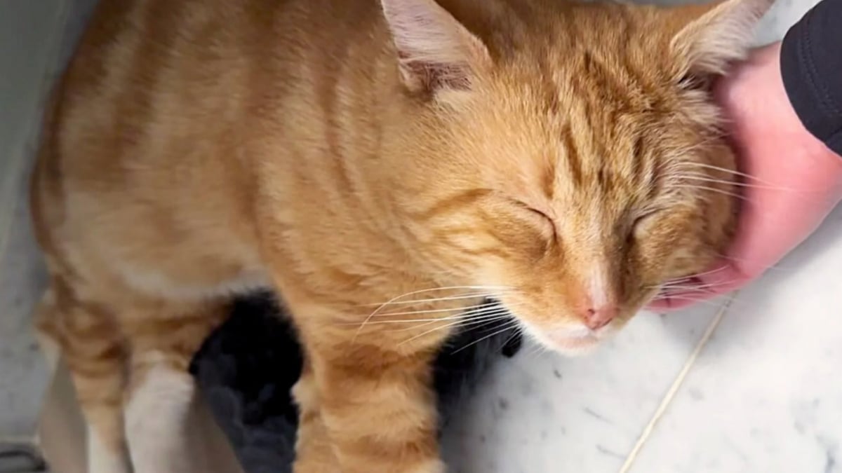 Illustration : "Heureux d'être enfin au chaud, ce chat trouvé au milieu des feuilles mortes s'endort immédiatement en arrivant chez sa bienfaitrice"