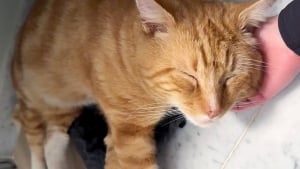 Illustration : Heureux d'&ecirc;tre enfin au chaud, ce chat trouv&eacute; au milieu des feuilles mortes s'endort imm&eacute;diatement en arrivant chez sa bienfaitrice