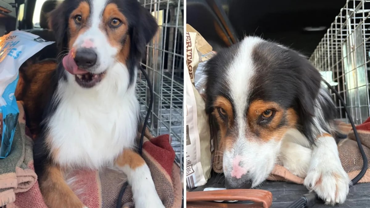 Illustration : "Retrouvé affamé dans la rue, ce Berger Australien a été sauvé in extremis par 2 sœurs qui ont découvert la triste vérité sur son abandon"