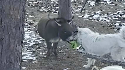 Illustration : En regardant par la fen&ecirc;tre, elle surprend un moment de jeu improbable entre son Patou et son &acirc;ne miniature (vid&eacute;o) 