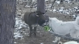 Illustration : En regardant par la fenêtre, elle surprend un moment de jeu improbable entre son Patou et son âne miniature (vidéo) 