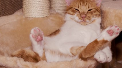 Illustration : 8 activit&eacute;s dont les chats ne se lasseront jamais