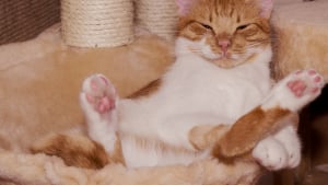 Illustration : 8 activit&eacute;s dont les chats ne se lasseront jamais