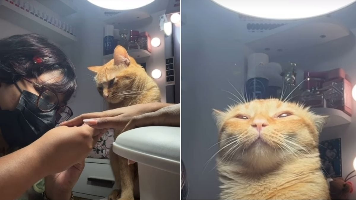 Illustration : "« Il est excellent dans son domaine », un chat roux s’improvise assistant prothésiste ongulaire et supervise une manucure comme un vrai pro (vidéo)"