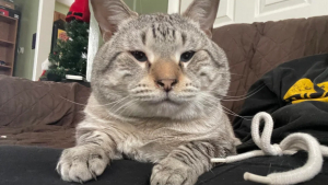 Illustration : En emménageant dans sa nouvelle maison, il découvre un chat laissé derrière et une amitié inattendue voit le jour