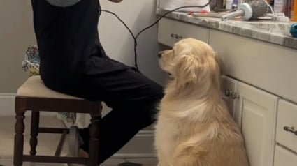 Illustration : Terrifi&eacute; par les bruits, ce chien surmonte sa peur en douceur gr&acirc;ce au geste pourtant anodin de sa ma&icirc;tresse (vid&eacute;o)