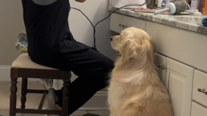 Illustration : Terrifié par les bruits, ce chien surmonte sa peur en douceur grâce au geste pourtant anodin de sa maîtresse (vidéo)