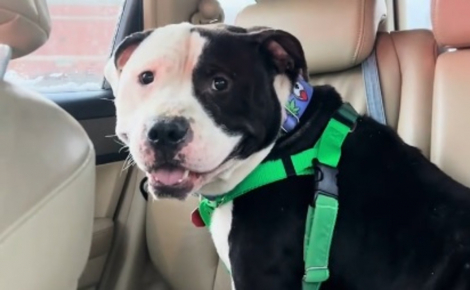 Pour sa première nuit en sécurité, ce chien victime d'abandon ose enfin baisser la garde et savourer ce moment (vidéo)