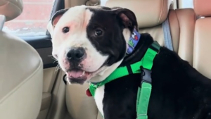 Illustration : Pour sa première nuit en sécurité, ce chien victime d'abandon ose enfin baisser la garde et savourer ce moment (vidéo)