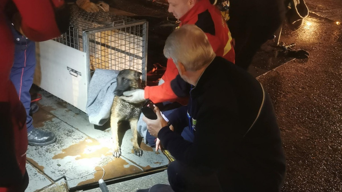 Illustration : "Une course contre la montre s'engage à 3h du matin pour sauver une chienne piégée dans une écluse et qui avait disparu depuis 7 semaines"