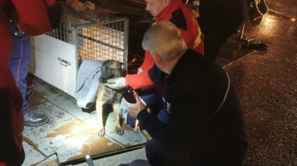 Illustration : Une course contre la montre s'engage &agrave; 3h du matin pour sauver une chienne pi&eacute;g&eacute;e dans une &eacute;cluse et qui avait disparu depuis 7 semaines