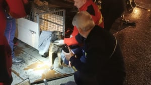 Illustration : Une course contre la montre s'engage &agrave; 3h du matin pour sauver une chienne pi&eacute;g&eacute;e dans une &eacute;cluse et qui avait disparu depuis 7 semaines