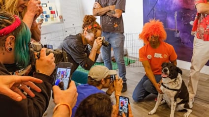 Illustration : Cette chienne attend depuis si longtemps au refuge que les b&eacute;n&eacute;voles d&eacute;cident d'organiser un festival en son honneur