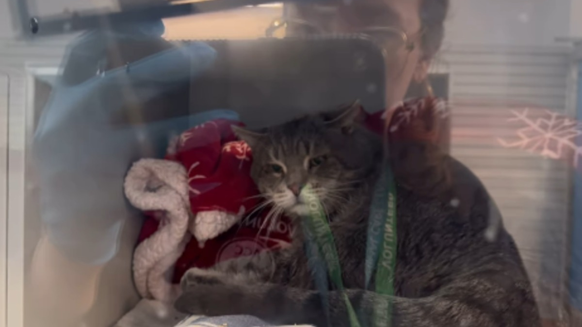 Illustration : "Les oreilles à plat comme des ailes d’avion, ce chat de refuge endeuillé apprend à se détendre en attendant sa chance"