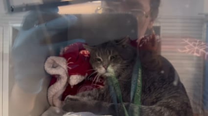 Illustration : Les oreilles &agrave; plat comme des ailes d&rsquo;avion, ce chat de refuge endeuill&eacute; apprend &agrave; se d&eacute;tendre en attendant sa chance