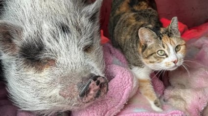 Illustration : Habitu&eacute;e &agrave; fuir les humains, une chatte craintive devient la plus affectueuse gr&acirc;ce &agrave; sa rencontre avec un cochon solitaire (vid&eacute;o)