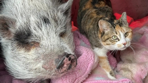 Illustration : Habituée à fuir les humains, une chatte craintive devient la plus affectueuse grâce à sa rencontre avec un cochon solitaire (vidéo)