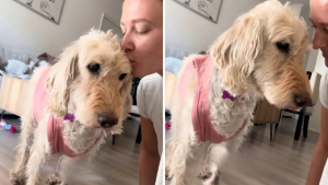 Illustration : « Ça m'a vraiment touchée », après des années de solitude, une chienne découvre enfin l’affection humaine avec son tout premier bisou (vidéo)