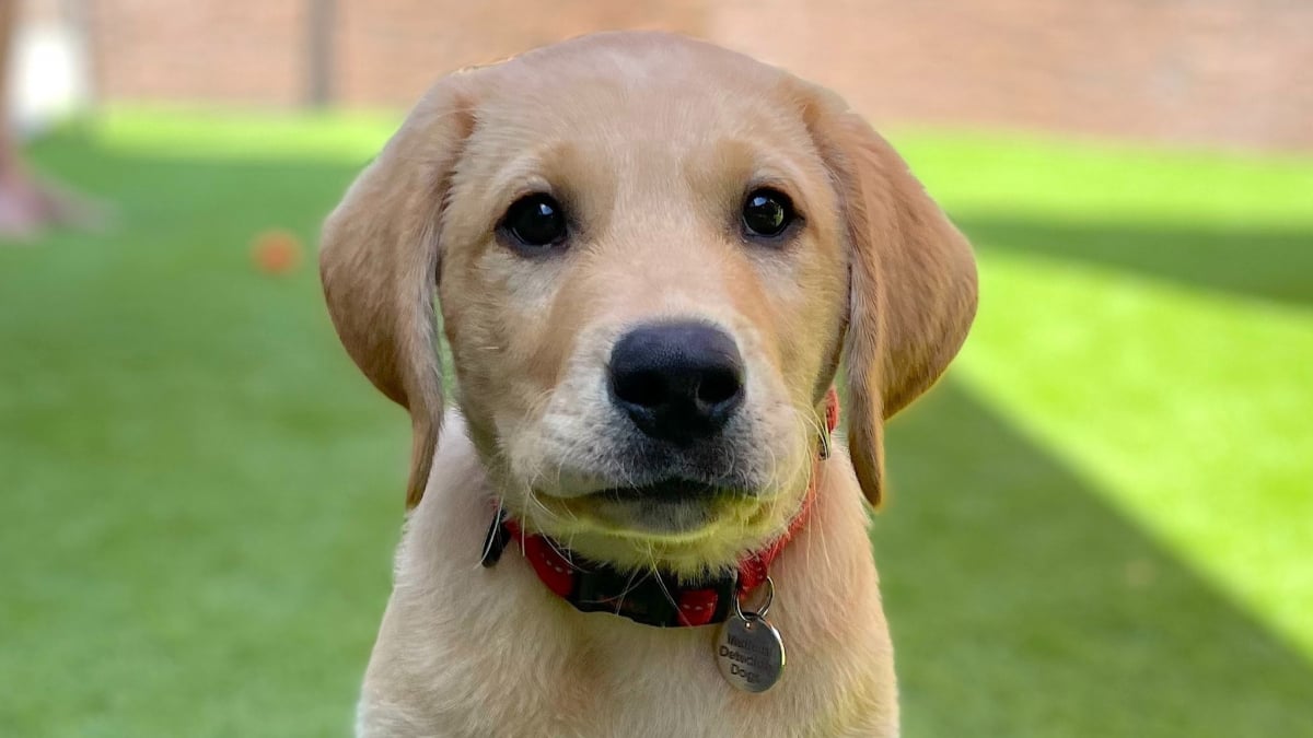 Illustration : "Né dans un refuge, ce chiot sera bientôt l'un des rares chiens au monde capables de détecter des infections pulmonaires graves (vidéo)"