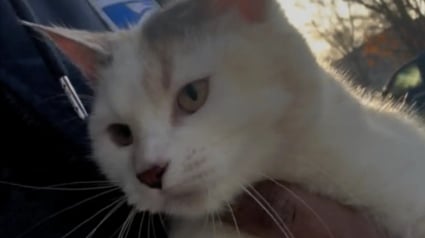 Illustration : En pleine tourn&eacute;e hivernale, un facteur est arr&ecirc;t&eacute; par une chatte frigorifi&eacute;e qui le supplie de l&rsquo;aider (vid&eacute;o)