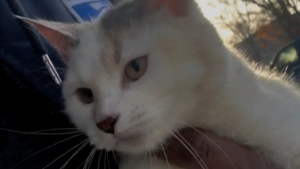 Illustration : En pleine tournée hivernale, un facteur est arrêté par une chatte frigorifiée qui le supplie de l’aider (vidéo)