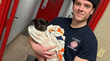 Illustration : Pensant &eacute;teindre un simple feu de voiture par -10&deg;C, ces pompiers ont &eacute;t&eacute; stup&eacute;faits de d&eacute;couvrir un chiot terroris&eacute; cach&eacute; &agrave; l'arri&egrave;re du v&eacute;hicule