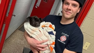 Illustration : Pensant &eacute;teindre un simple feu de voiture par -10&deg;C, ces pompiers ont &eacute;t&eacute; stup&eacute;faits de d&eacute;couvrir un chiot terroris&eacute; cach&eacute; &agrave; l'arri&egrave;re du v&eacute;hicule
