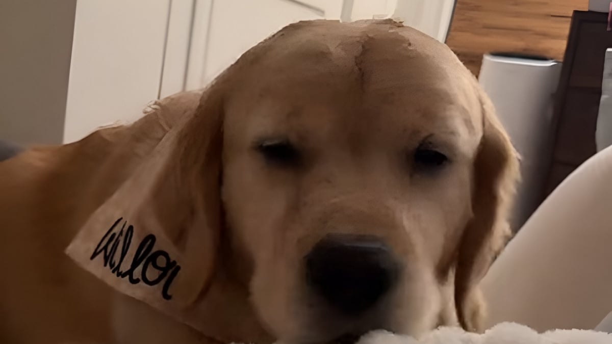 Illustration : "Sa maîtresse malade, une chienne endeuillée la réconforte de la même manière qu'elle le faisait avec son frère (vidéo)"