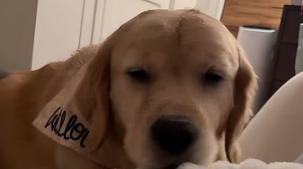 Illustration : Sa ma&icirc;tresse malade, une chienne endeuill&eacute;e la r&eacute;conforte de la m&ecirc;me mani&egrave;re qu'elle le faisait avec son fr&egrave;re (vid&eacute;o)