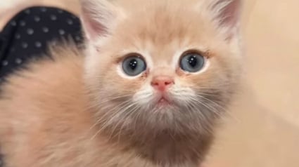 Illustration : Abandonn&eacute; par une famille qui ne voulait plus de lui, ce chaton d'un mois passe des miaulements de peur aux ronronnements apais&eacute;s une fois sauv&eacute;