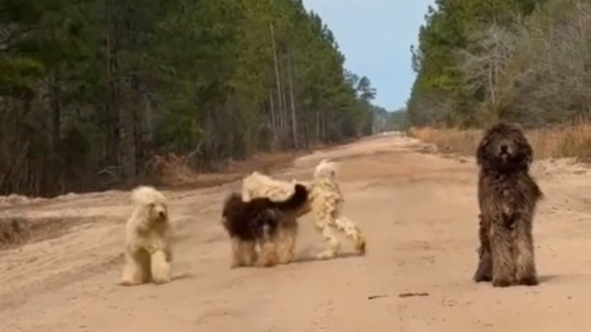 Illustration : "Une femme conduit sur une route en terre isolée, elle se retrouve face à 4 chiens négligés mais ravis d’être enfin aidés (vidéo)"