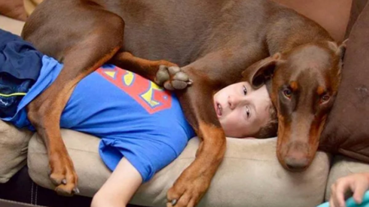 Illustration : "16 photos de chiens avec une âme de chiot qui n'ont pas conscience de leur taille "