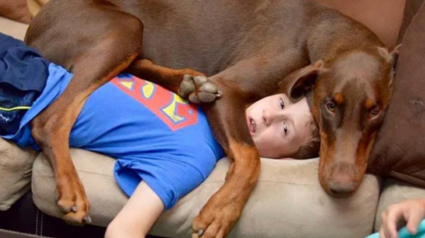 Illustration : 16 photos de chiens avec une &acirc;me de chiot qui n'ont pas conscience de leur taille 