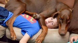 Illustration : "16 photos de chiens avec une âme de chiot qui n'ont pas conscience de leur taille "