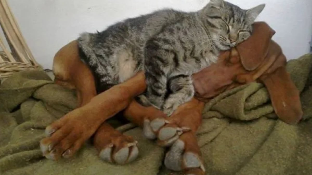 Illustration : "16 photos qui prouvent que les chats et les chiens peuvent devenir les meilleurs amis au monde"