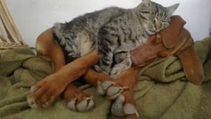 Illustration : "16 photos qui prouvent que les chats et les chiens peuvent devenir les meilleurs amis au monde"