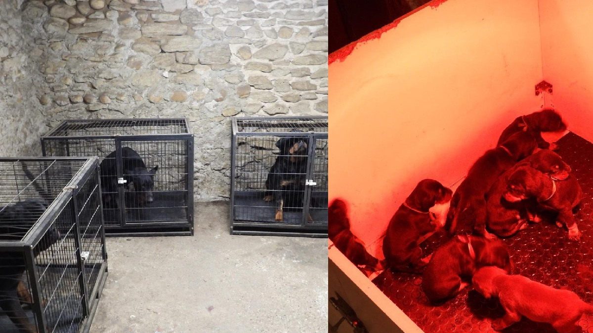 Illustration : "37 chiens et chiots sauvés lors du démantèlement d'un trafic international et victimes de mutilations "