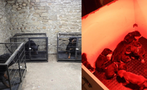 37 chiens et chiots sauvés lors du démantèlement d'un trafic international et victimes de mutilations 
