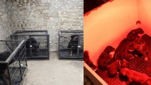 Illustration : 37 chiens et chiots sauv&eacute;s lors du d&eacute;mant&egrave;lement d'un trafic international et victimes de mutilations 