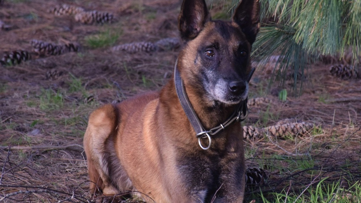 Illustration : "Une famille d'accueil trouvée pour ce chien policier à la retraite qui attendait un foyer chaleureux depuis 3 mois"