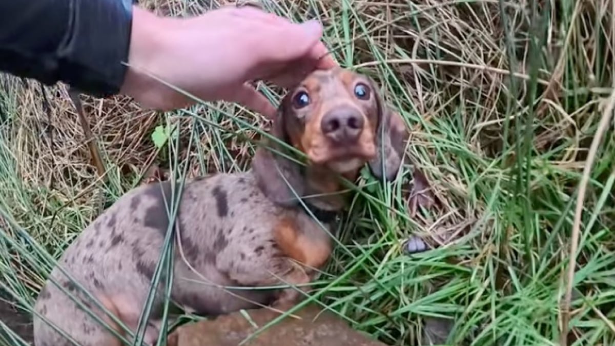 Illustration : "« Je ne m’attendais pas à ça », un coureur trouve un Teckel terrorisé sur un sentier et prouve que la gentillesse existe encore (vidéo)"
