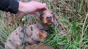 Illustration : "« Je ne m’attendais pas à ça », un coureur trouve un Teckel terrorisé sur un sentier et prouve que la gentillesse existe encore (vidéo)"