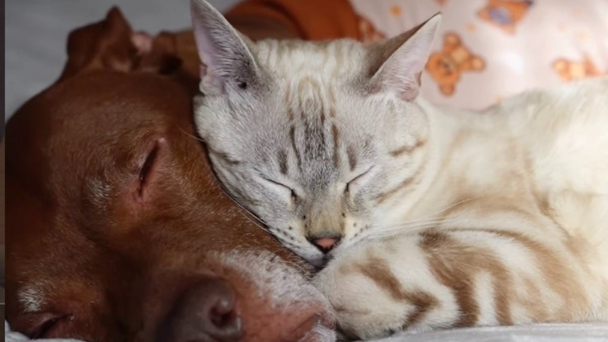 Illustration : "Un chien souffrant de maux de ventre laisse son frère chat se blottir contre lui et découvre dans ses câlins un réconfort inattendu (vidéo)"