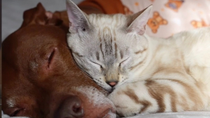 Illustration : Un chien souffrant de maux de ventre laisse son frère chat se blottir contre lui et découvre dans ses câlins un réconfort inattendu (vidéo)