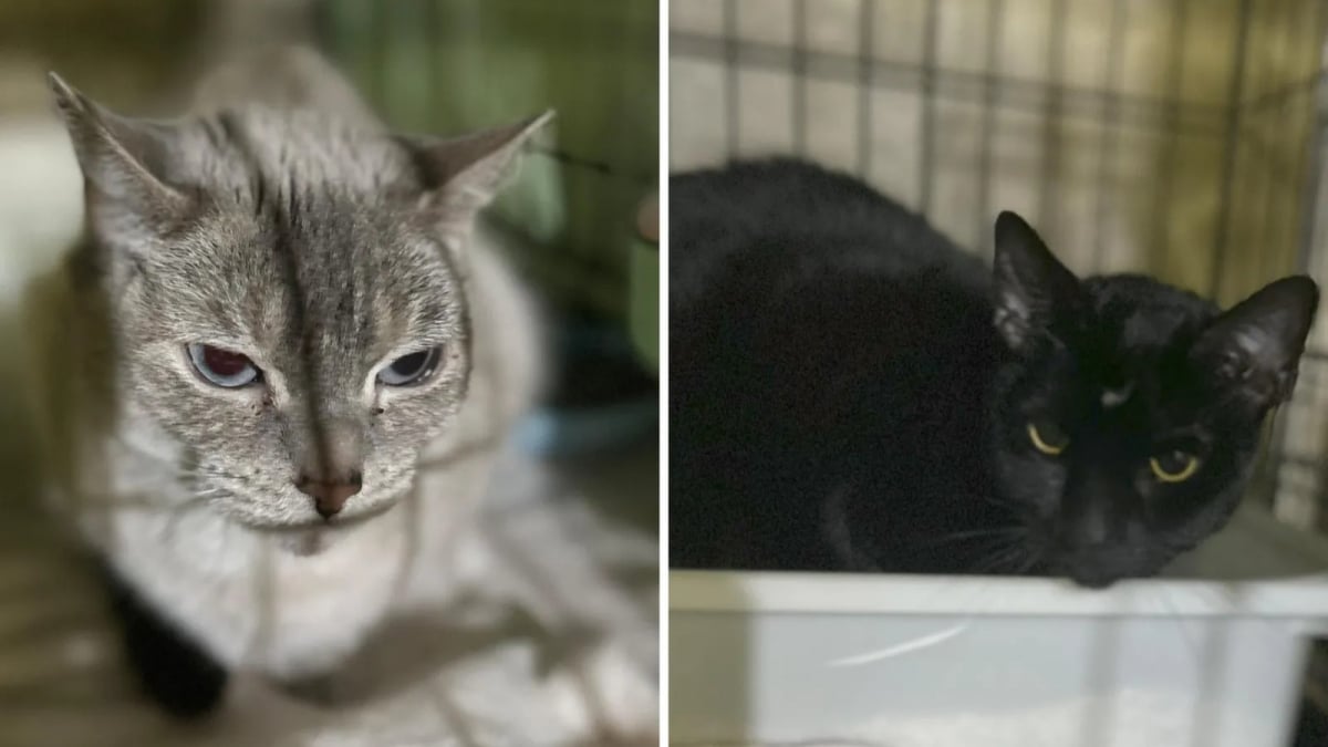 Illustration : "Désespérée, une femme abandonne ses 2 félins dans un bar à chats, accompagnés de notes manuscrites bouleversantes"