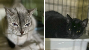 Illustration : Désespérée, une femme abandonne ses 2 félins dans un bar à chats, accompagnés de notes manuscrites bouleversantes