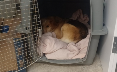 Disparue lors du passage d'un typhon, une chienne refait surface 3 mois plus tard mais avec toute une famille derrière